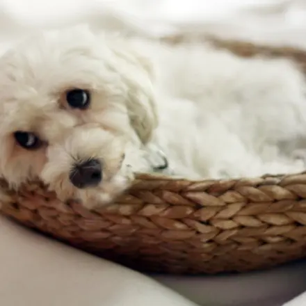 Welpe frisst alles an