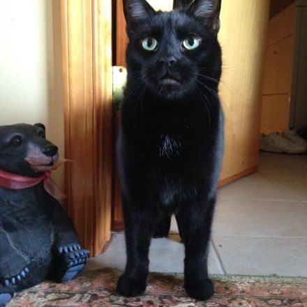 Soda ist stark - auch fürs Katzenklo