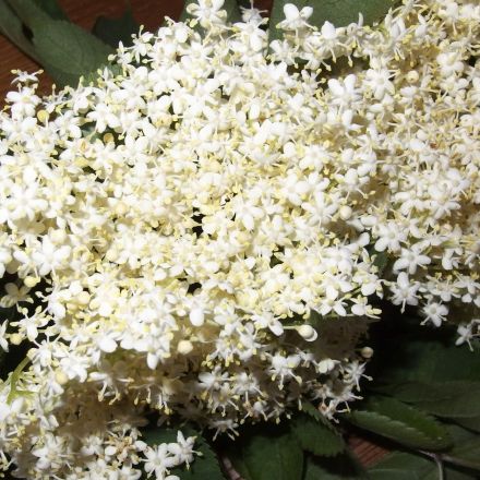 Holunderblüten von Insekten befreien