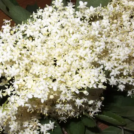 Holunderblüten von Insekten befreien