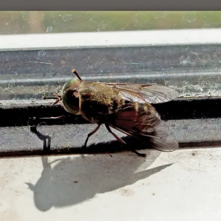 Sauerkrautsaft gegen dicke Brummer