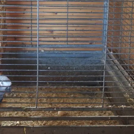 Vogelkäfig einfach säubern