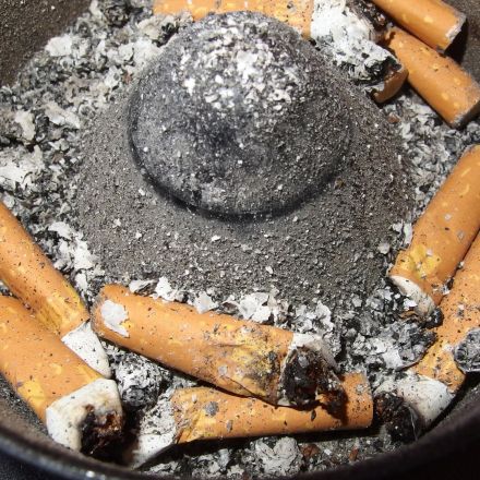 Ameisen mit Nikotin bekämpfen