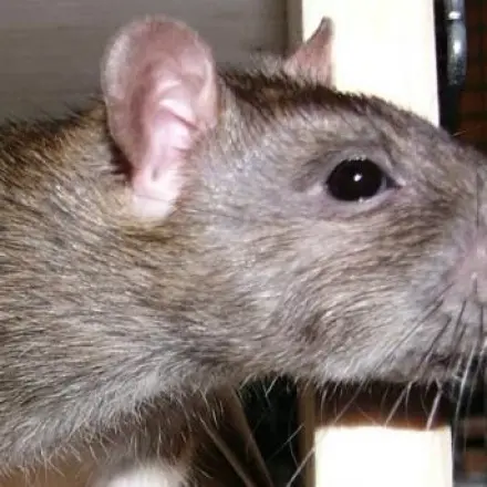 Bissige Nager umgänglich machen