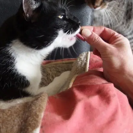 Katzen Tabletten / Pasten verabreichen