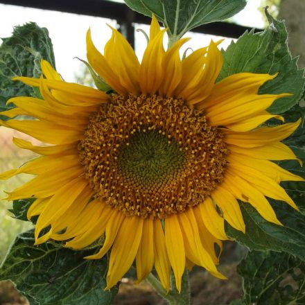 Sonnenblumen länger frisch