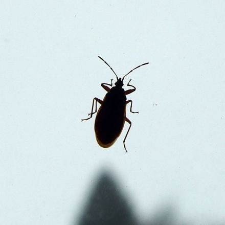 Haarspray zur Insektenvernichtung verwenden