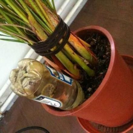 Flaschen statt Blumen gießen