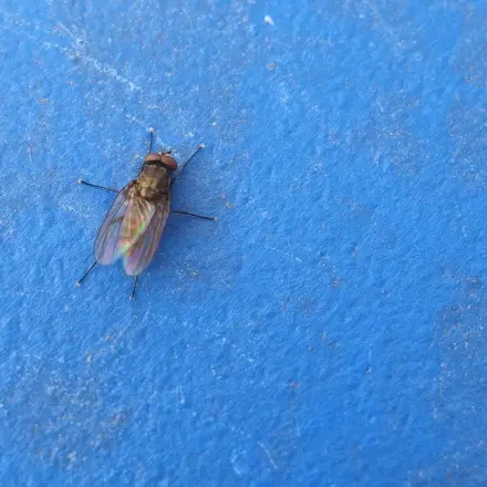 Wasserbeutel gegen Fliegen