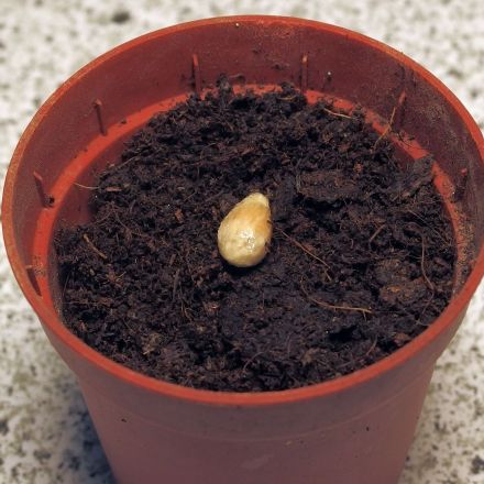 Zitronenkerne nicht wegwerfen, sondern einpflanzen