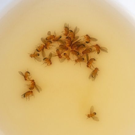 Fruchtfliegen fangen