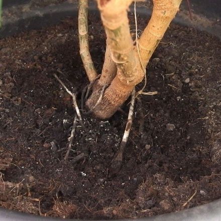 Trauermücken und Schimmel in Topfpflanzen ade