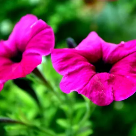 Mineral-Blumen