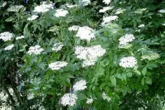 Holunderbl&uuml;tensaft selbstgemacht