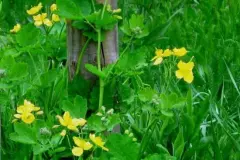 Warzen bek&auml;mpfen mit Sch&ouml;llkraut (Warzenkraut)