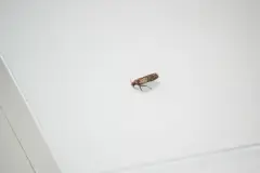 Bek&auml;mpfung von Lebensmittelmotten