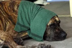 Hunde (Vierbeiner, Tiere) bei Hitze k&uuml;hlen