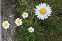 Ersatz f&uuml;r Kapern - G&auml;nsebl&uuml;mchenkapern