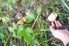 Leckeres Pilzgericht mit Leber und Bandnudeln