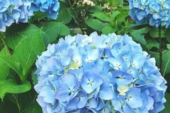 Blaue Hortensien mit Eisen d&uuml;ngen