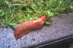 Nacktschnecken eind&auml;mmen
