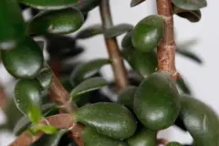 Gl&auml;nzende Gummibaumbl&auml;tter mit Milch