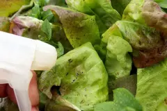Kaffee gegen Blattl&auml;use im Salat