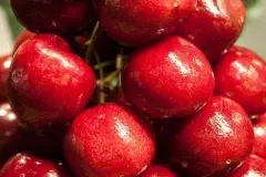 Maden und W&uuml;rmer in Kirschen