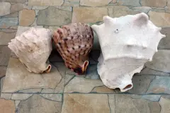 Basteln mit Muscheln