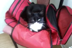 Katzen das Kratzen an W&auml;nden abgew&ouml;hnen