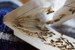 Motten bek&auml;mpfen, z.B. im Teppich