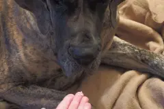 Hartn&auml;ckiger Durchfall bei Hunden