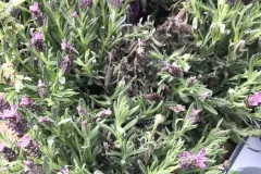 Lavendel gegen M&uuml;cken - so geht's