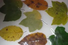 Laminierte Herbstbl&auml;tter