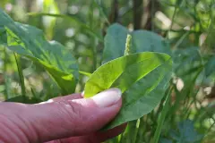 Spitz- oder Breitwegerich gegen Insektenstiche