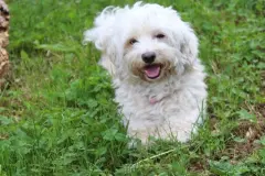 Cranberries als Leckerli f&uuml;r Hunde mit Blasenentz&uuml;ndung