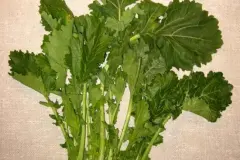 Italienisches Gem&uuml;se - Cima di Rapa / St&auml;ngelkohl