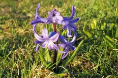 Im Winter noch Blumenzwiebeln setzen