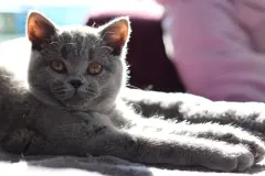 Medizin f&uuml;r die Katze auf die Pfoten