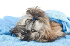 Hunde abtrocknen