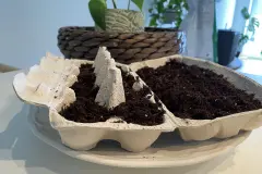 Eierkartons als Pflanzen-Anzuchtbehälter