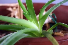 Aloe Vera-Saft sinnvoll einsetzen und auftragen