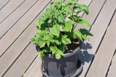 Aus alt mach neu - Kartoffeln auf dem Balkon ziehen