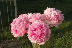 Schnittblumen l&auml;nger sch&ouml;n & frisch halten