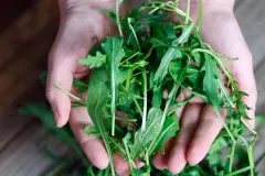 Rucola frisch halten