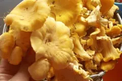 Eingelegte Pilze (Champignons, Austernpilze) in gew&uuml;rztem Oliven&ouml;l