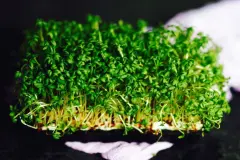 Kresse auf Styropor-Gem&uuml;seschalen auss&auml;en