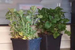 Frische Kr&auml;uter das ganze Jahr &uuml;ber zu Hause