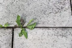 Biologisches Unkrautvernichtungsmittel selbstgemacht