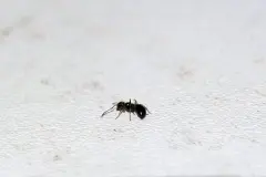 Ameisen in der Wohnung? Bier und Zucker